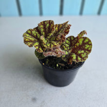 Load image into Gallery viewer, #R6 Begonia Cowardly Lion