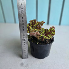 Load image into Gallery viewer, #R6 Begonia Cowardly Lion