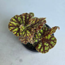Load image into Gallery viewer, #R6 Begonia Cowardly Lion