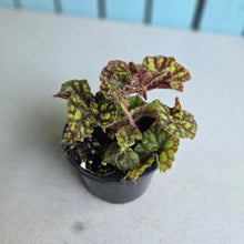 Load image into Gallery viewer, #R6 Begonia Cowardly Lion