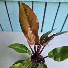 Load image into Gallery viewer, #R119 Philodendron Prince of Orange