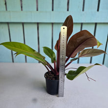 Load image into Gallery viewer, #R119 Philodendron Prince of Orange