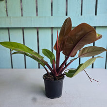 Load image into Gallery viewer, #R119 Philodendron Prince of Orange