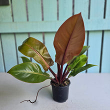 Load image into Gallery viewer, #R119 Philodendron Prince of Orange