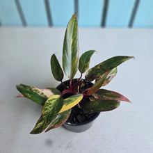 Load image into Gallery viewer, #R69 Two x Headed Philodendron Strawberry Shake