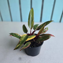 Load image into Gallery viewer, #R69 Two x Headed Philodendron Strawberry Shake