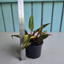 Load image into Gallery viewer, #R69 Two x Headed Philodendron Strawberry Shake