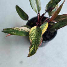 Load image into Gallery viewer, #R69 Two x Headed Philodendron Strawberry Shake