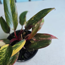Load image into Gallery viewer, #R69 Two x Headed Philodendron Strawberry Shake