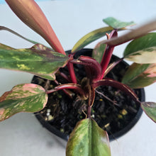 Load image into Gallery viewer, #R69 Two x Headed Philodendron Strawberry Shake