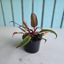Load image into Gallery viewer, #R69 Two x Headed Philodendron Strawberry Shake