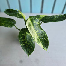 Load image into Gallery viewer, #RD5 Philodendron Jose Buono