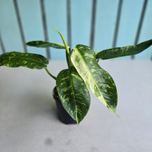Load image into Gallery viewer, #RD5 Philodendron Jose Buono