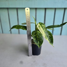 Load image into Gallery viewer, #RD5 Philodendron Jose Buono