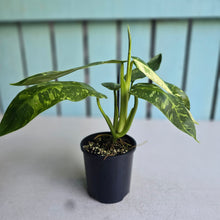 Load image into Gallery viewer, #RD5 Philodendron Jose Buono