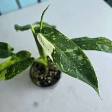 Load image into Gallery viewer, #RD5 Philodendron Jose Buono