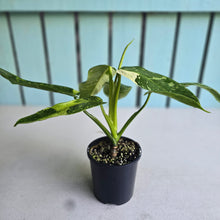 Load image into Gallery viewer, #RD5 Philodendron Jose Buono