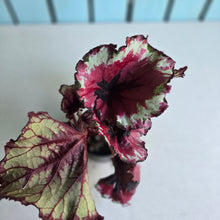 Load image into Gallery viewer, #RB7 Begonia Kotobuki