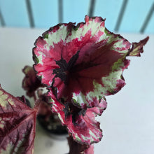 Load image into Gallery viewer, #RB7 Begonia Kotobuki