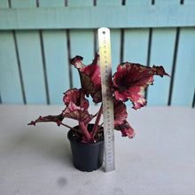 Load image into Gallery viewer, #RB7 Begonia Kotobuki