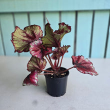 Load image into Gallery viewer, #RB7 Begonia Kotobuki