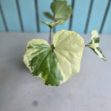Load image into Gallery viewer, #G20 Farfugium Japonicum 'Argenteum'