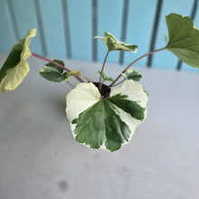 Load image into Gallery viewer, #G20 Farfugium Japonicum 'Argenteum'