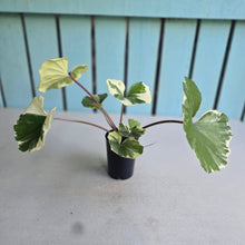 Load image into Gallery viewer, #G20 Farfugium Japonicum 'Argenteum'