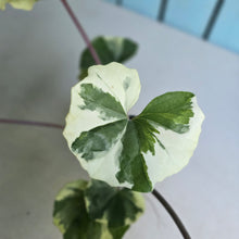 Load image into Gallery viewer, #G20 Farfugium Japonicum 'Argenteum'