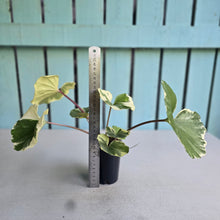 Load image into Gallery viewer, #G20 Farfugium Japonicum 'Argenteum'
