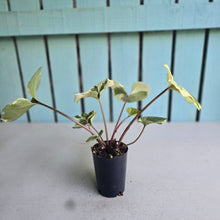 Load image into Gallery viewer, #G20 Farfugium Japonicum 'Argenteum'