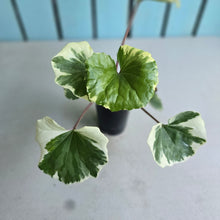 Load image into Gallery viewer, #G27 Farfugium Japonicum 'Argenteum'