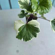 Load image into Gallery viewer, #G27 Farfugium Japonicum 'Argenteum'