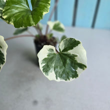 Load image into Gallery viewer, #G27 Farfugium Japonicum 'Argenteum'