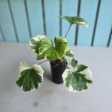 Load image into Gallery viewer, #G27 Farfugium Japonicum 'Argenteum'