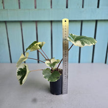 Load image into Gallery viewer, #G27 Farfugium Japonicum 'Argenteum'