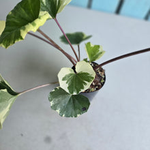 Load image into Gallery viewer, #G27 Farfugium Japonicum 'Argenteum'