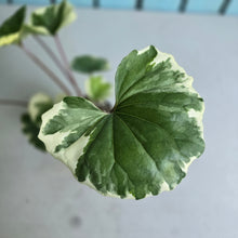 Load image into Gallery viewer, #G27 Farfugium Japonicum 'Argenteum'