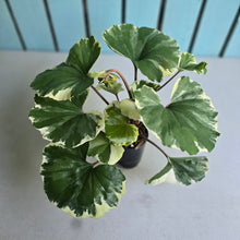 Load image into Gallery viewer, #B8 Farfugium Japonicum 'Argenteum'