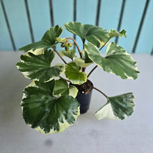 Load image into Gallery viewer, #B8 Farfugium Japonicum 'Argenteum'