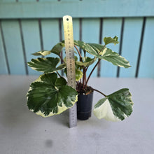 Load image into Gallery viewer, #B8 Farfugium Japonicum 'Argenteum'