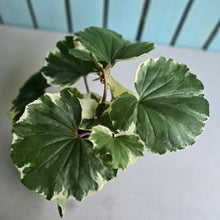 Load image into Gallery viewer, #B8 Farfugium Japonicum 'Argenteum'