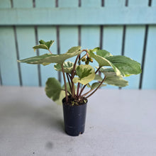 Load image into Gallery viewer, #B8 Farfugium Japonicum 'Argenteum'