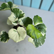 Load image into Gallery viewer, #107 Farfugium Japonicum 'Argenteum'