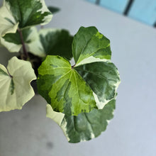 Load image into Gallery viewer, #107 Farfugium Japonicum 'Argenteum'