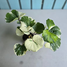 Load image into Gallery viewer, #107 Farfugium Japonicum 'Argenteum'