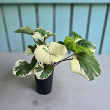 Load image into Gallery viewer, #107 Farfugium Japonicum 'Argenteum'