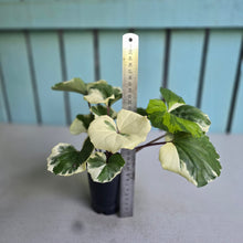 Load image into Gallery viewer, #107 Farfugium Japonicum 'Argenteum'
