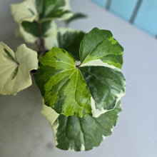 Load image into Gallery viewer, #107 Farfugium Japonicum 'Argenteum'