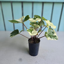 Load image into Gallery viewer, #107 Farfugium Japonicum 'Argenteum'